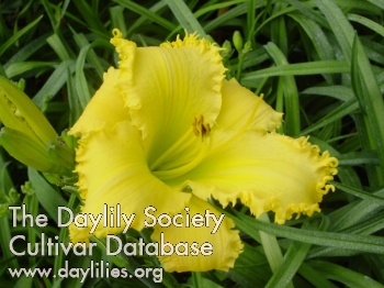 Daylily Thorny Issues